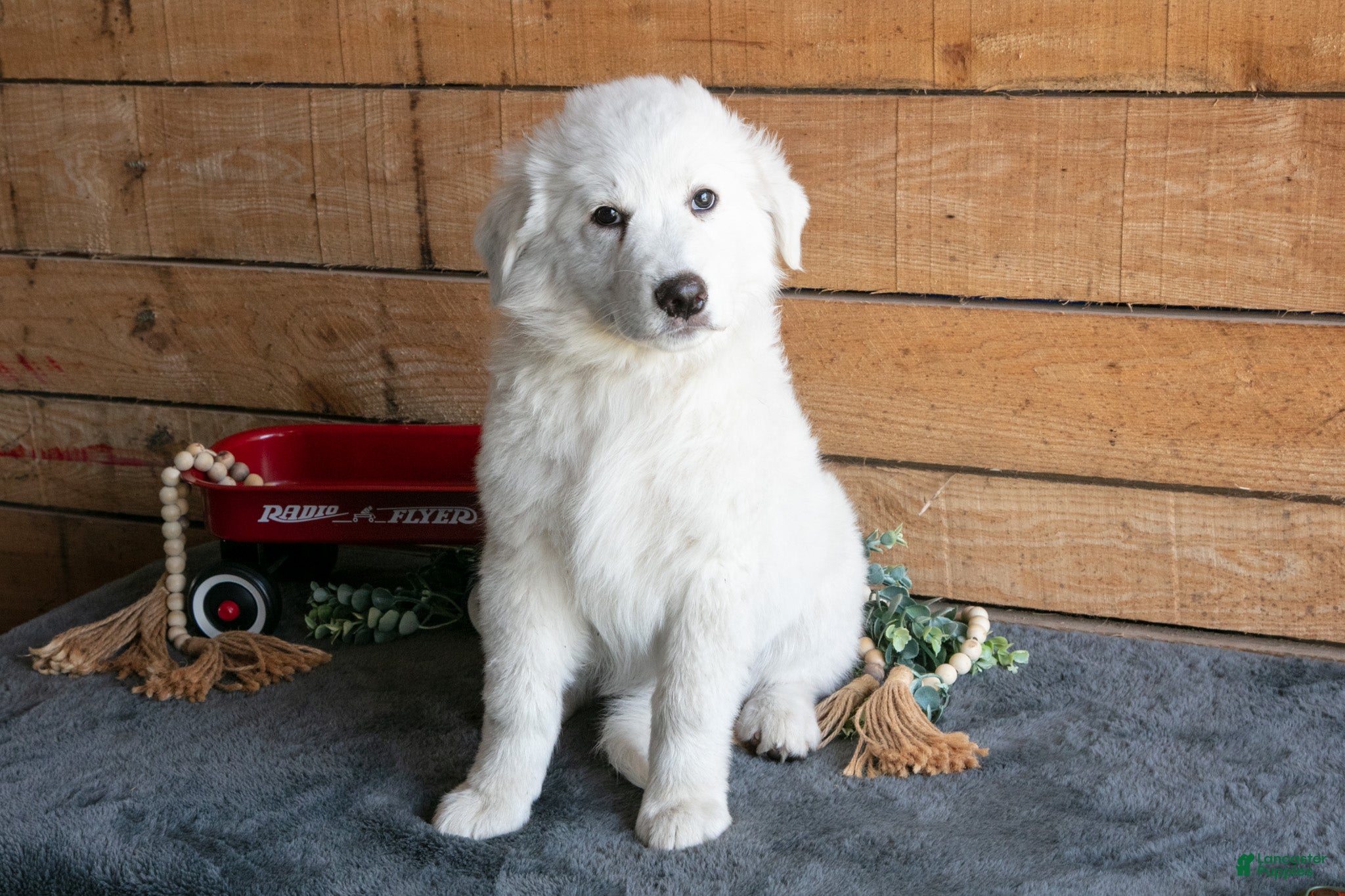 Maremma Sheepdog dogs Sunflower - Ad 1