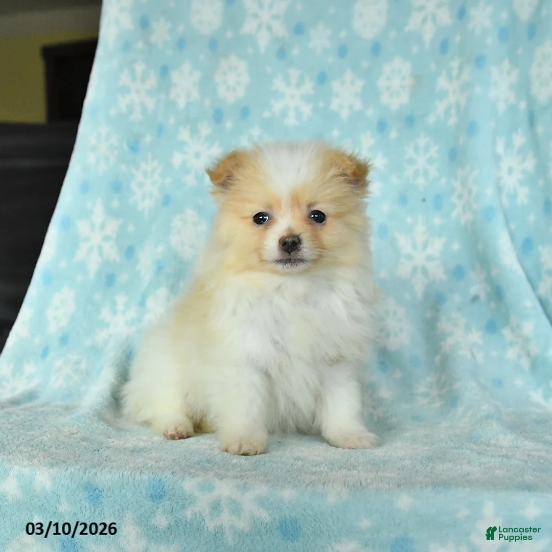 Pomeranian dogs for sale: Daisy - Ad 1