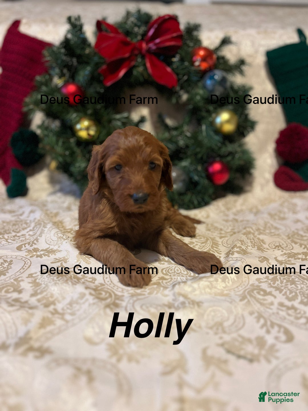 Irish Doodle dogs for sale: Holly - Ad 1