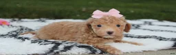 Bichpoo dogs for sale: Kalila  - Ad 10