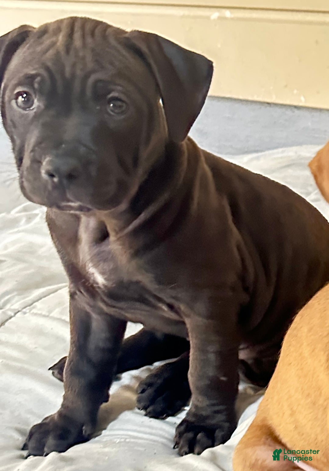 American Pit Bull Terrier dogs for sale: Malone - Ad 3