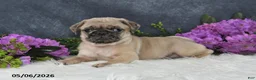 Pug dogs for sale: Greg - Ad 6