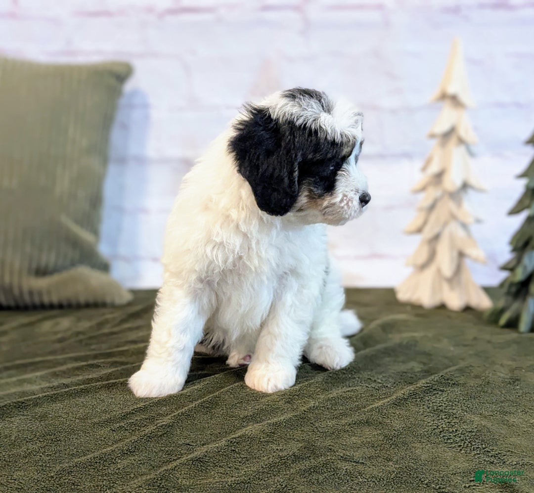 Bernedoodle dogs for sale: Kobe - Ad 4