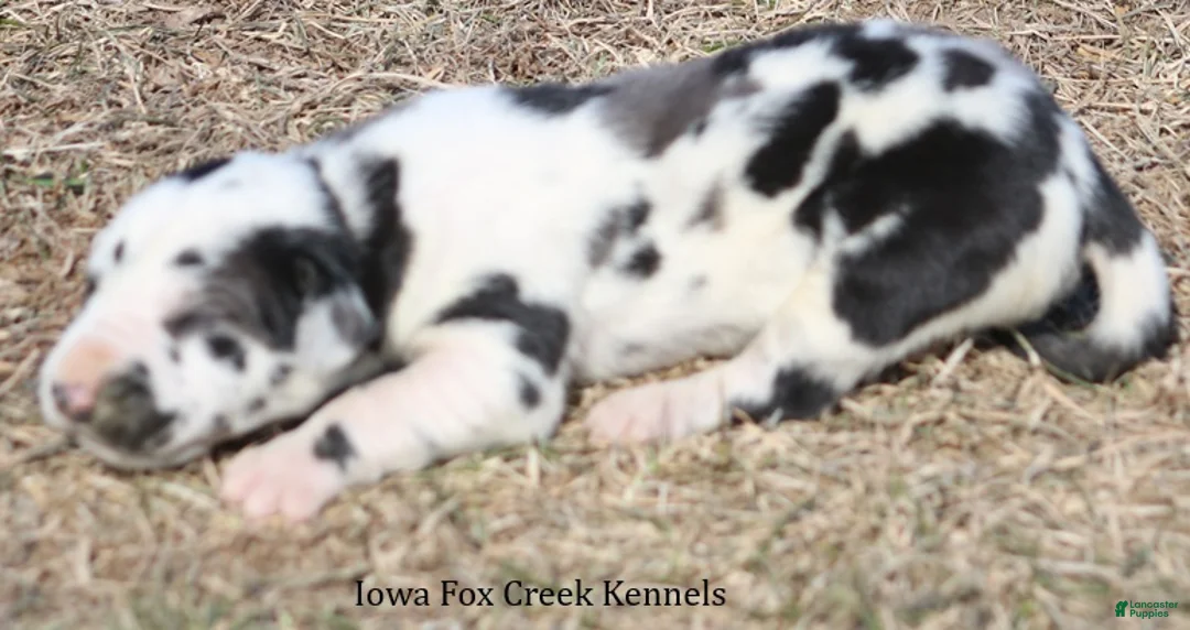 Great Dane dogs for sale: Harley - Ad 3