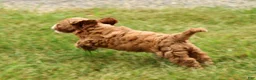 Cavapoo dogs for sale: Parker - Ad 6