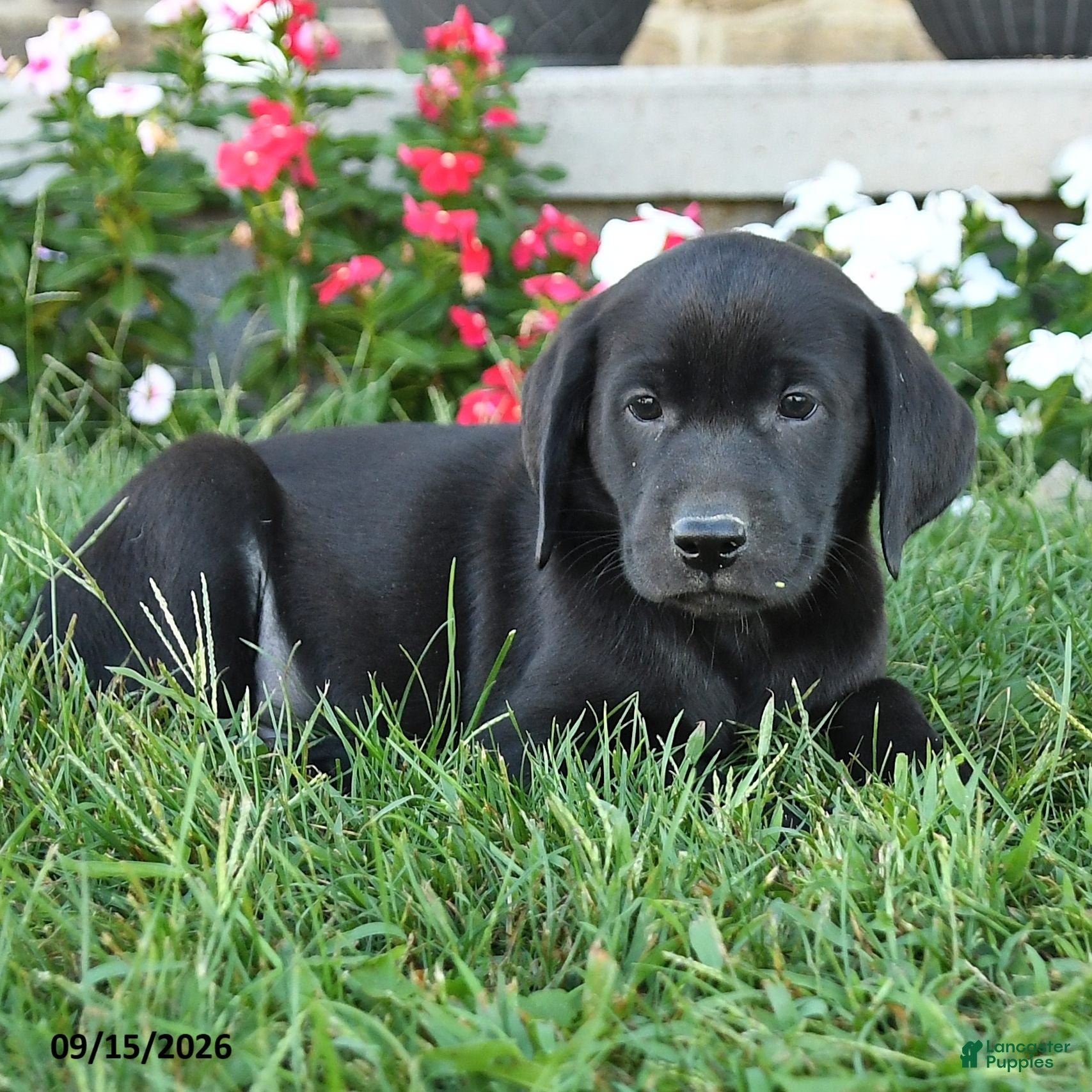 Labrador Retriever dogs Grady - Ad 2