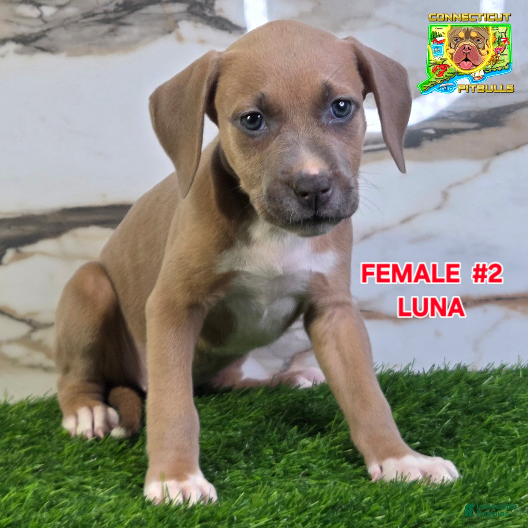 American Bully dogs LUNA - Ad 35