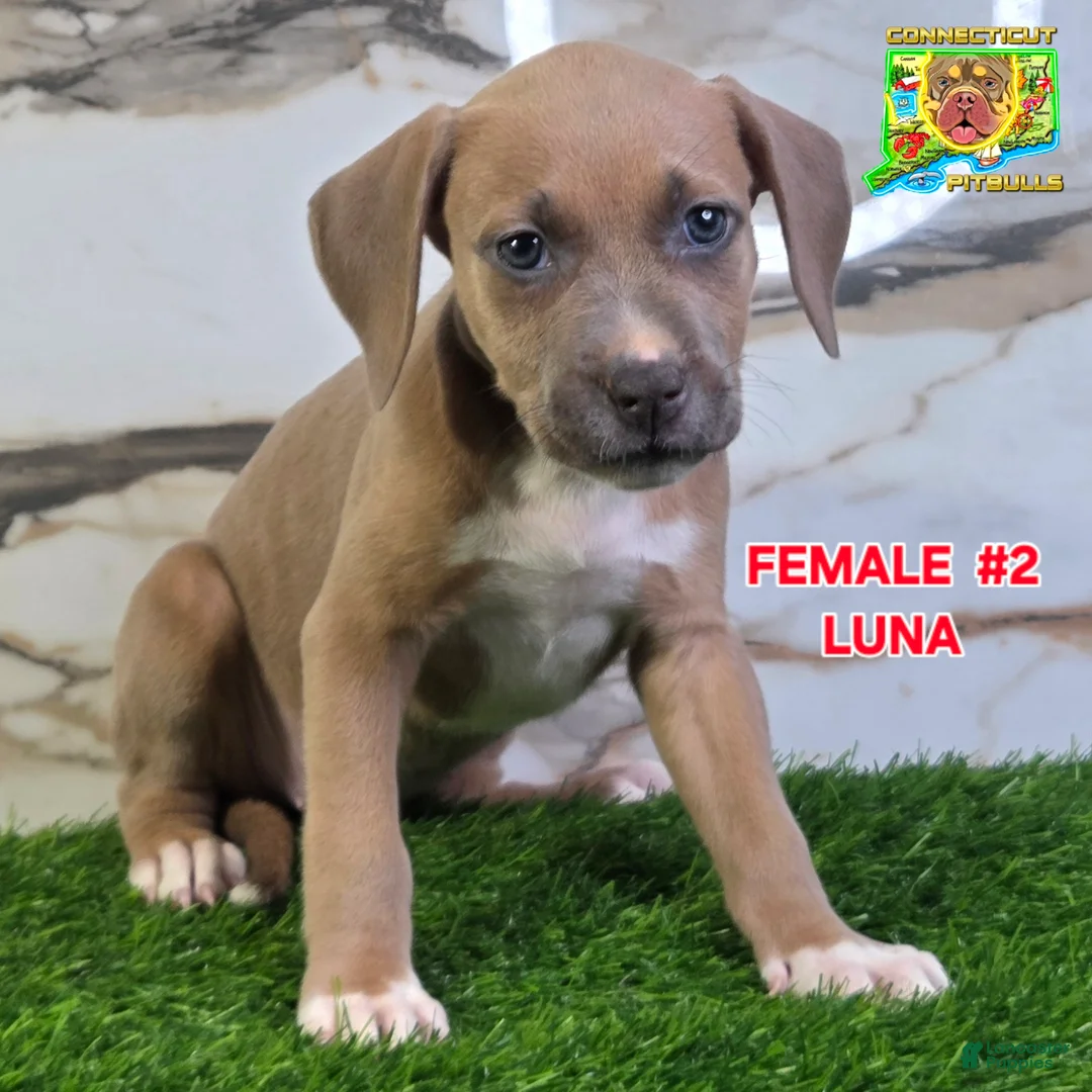 American Bully dogs for sale: LUNA - Ad 1