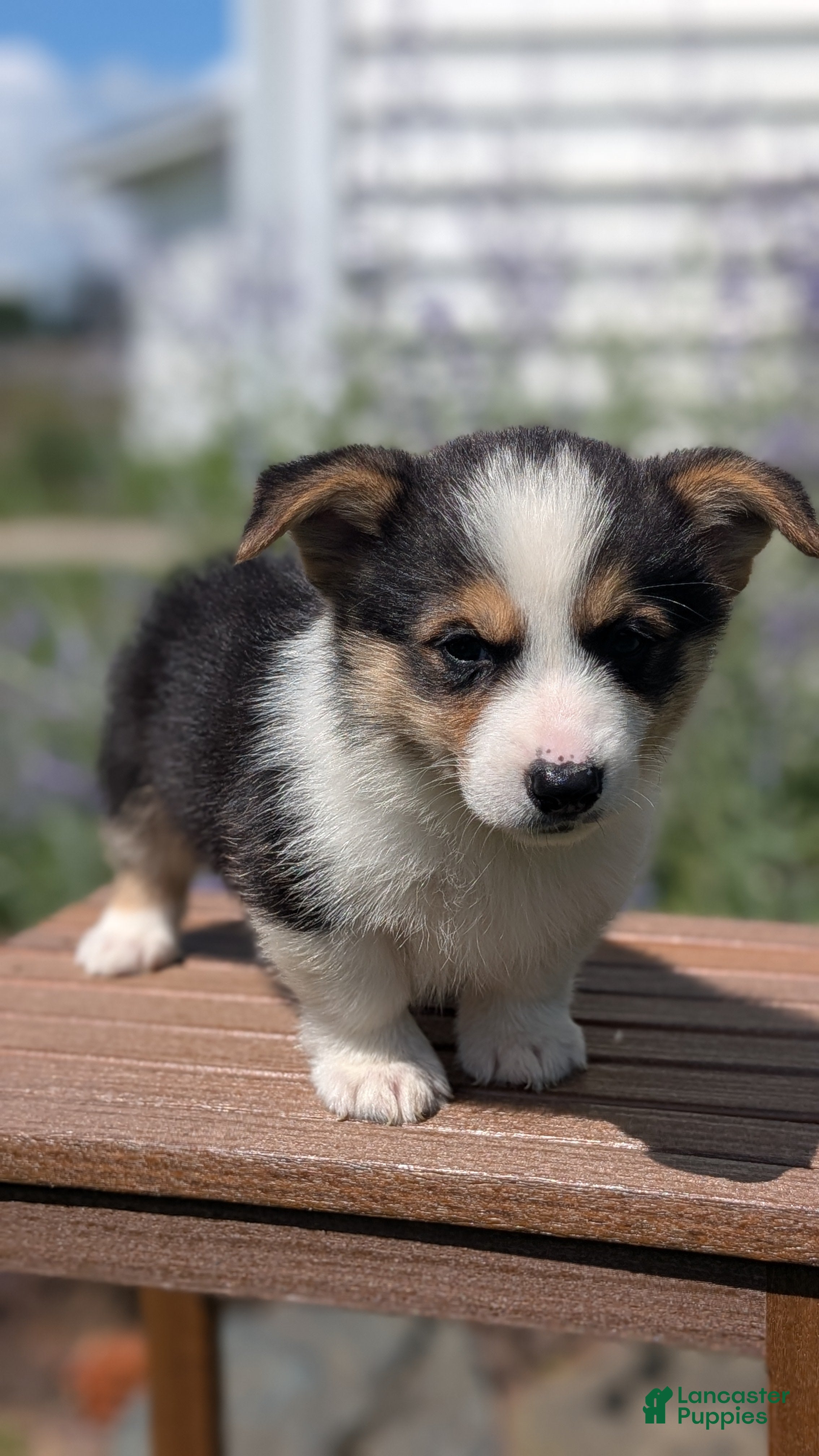 Welsh Corgi Pembroke dogs Liam  - Ad 2