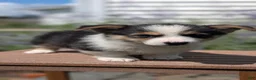 Welsh Corgi Pembroke dogs for sale: Liam  - Ad 2