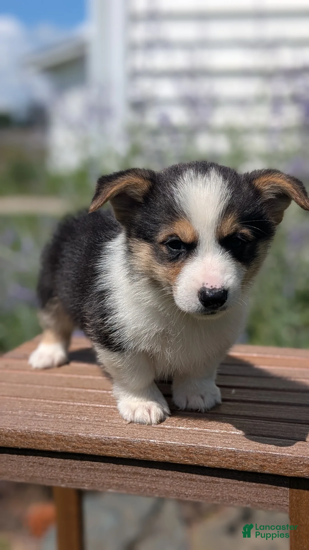 Welsh Corgi Pembroke dogs for sale: Liam  - Ad 2