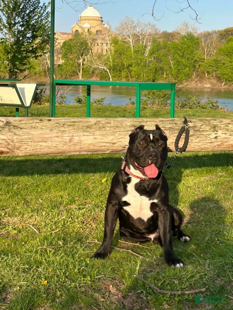 American Bully dogs American Bully Puppy 1 - Ad 37