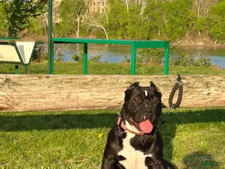 American Bully dogs American Bully Puppy 1 - Ad 37