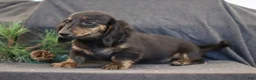 Miniature Dachshund dogs for sale: Garfield - Ad 4