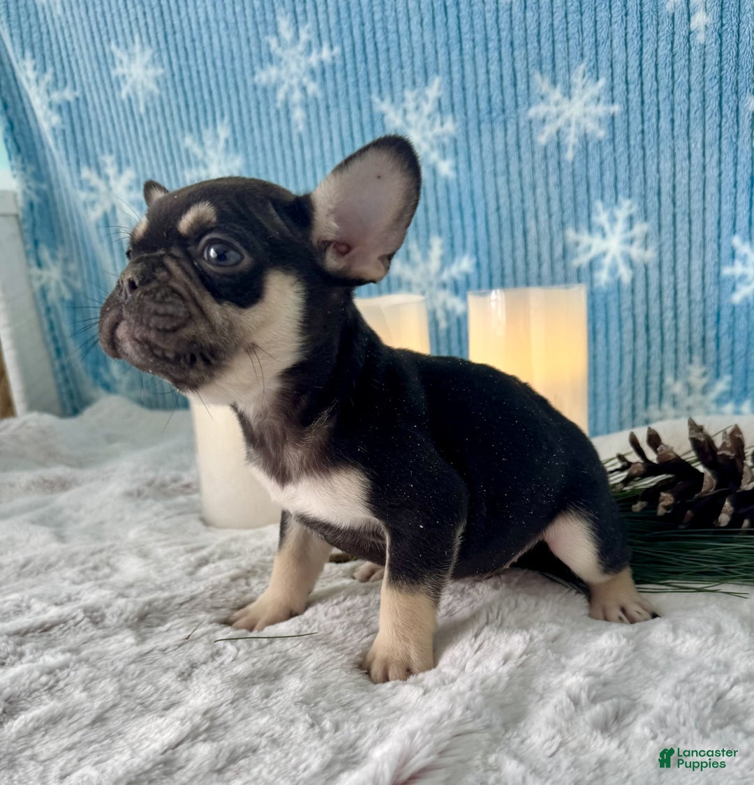 French Bulldog dogs for sale: Cole - Ad 4