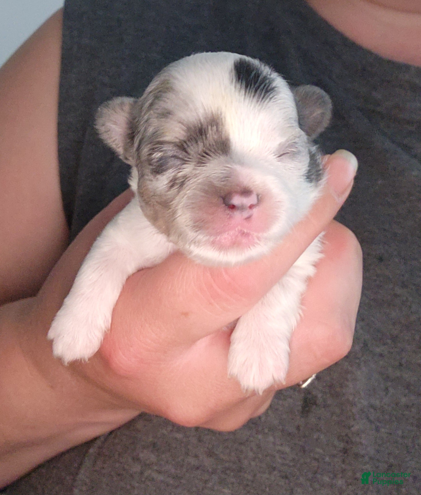 Chihuahua dogs COSMO - Ad 9