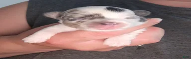 COSMO