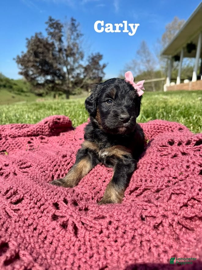 Bernedoodle dogs Carly - Ad 27