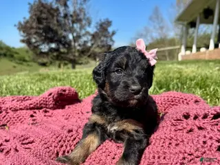 Bernedoodle dogs Carly - Ad 27