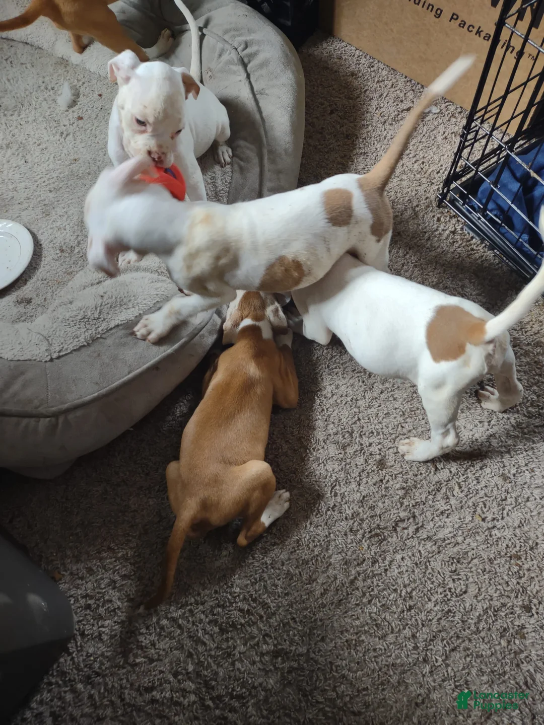 Gallery Image {{count}}