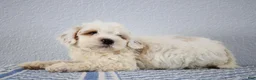 Mini Goldendoodle dogs for sale: Vlad - Ad 3