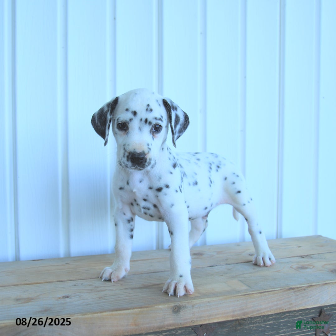 Dalmatian dogs for sale: Copper - Ad 5