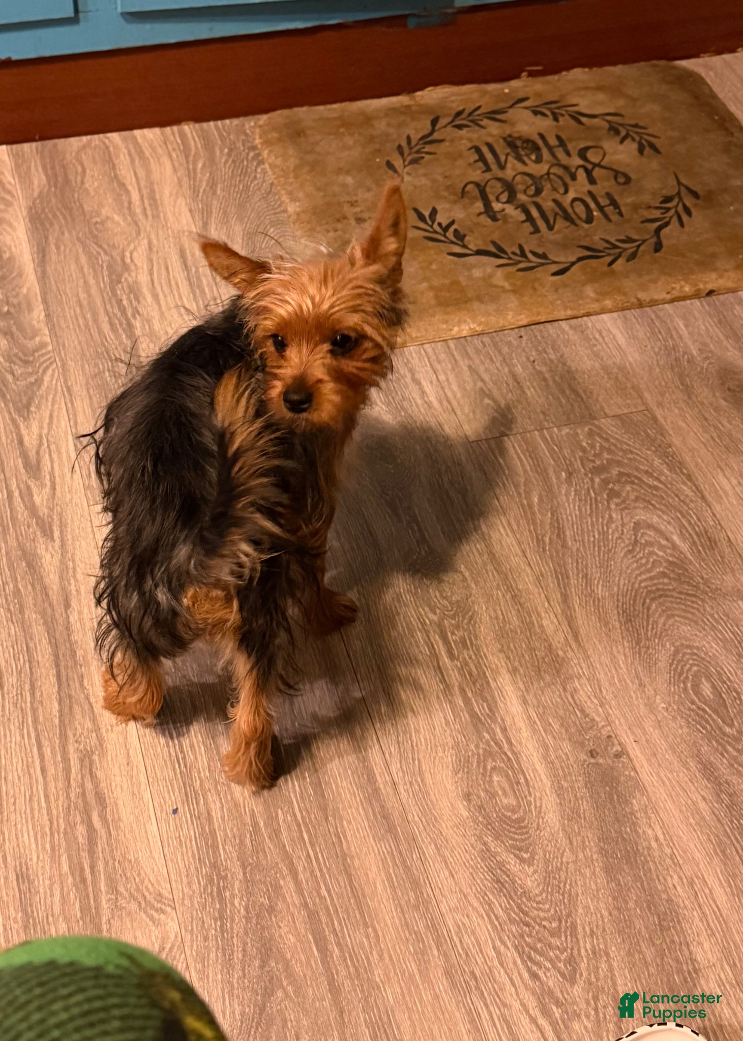 Yorkshire Terrier dogs Charlie  - Ad 1
