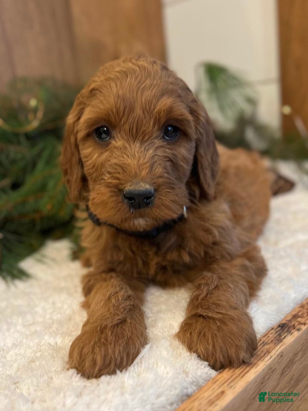 Irish Doodle dogs for sale: Frederick - Ad 4
