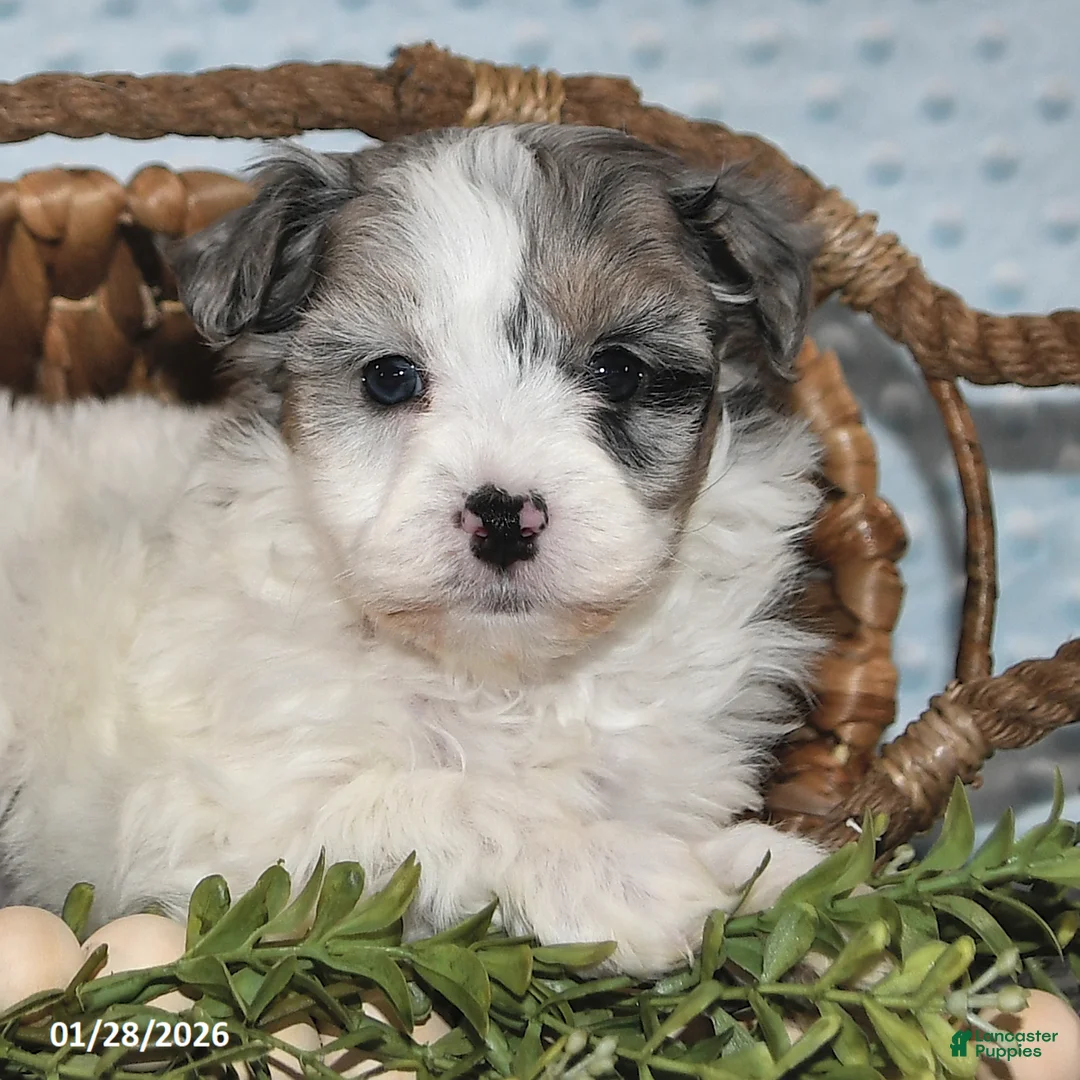 Havapoo dogs for sale: Emily - Ad 2