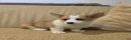 Welsh Corgi Pembroke dogs for sale: Welsh Corgi Pembroke 2 - Ad 3