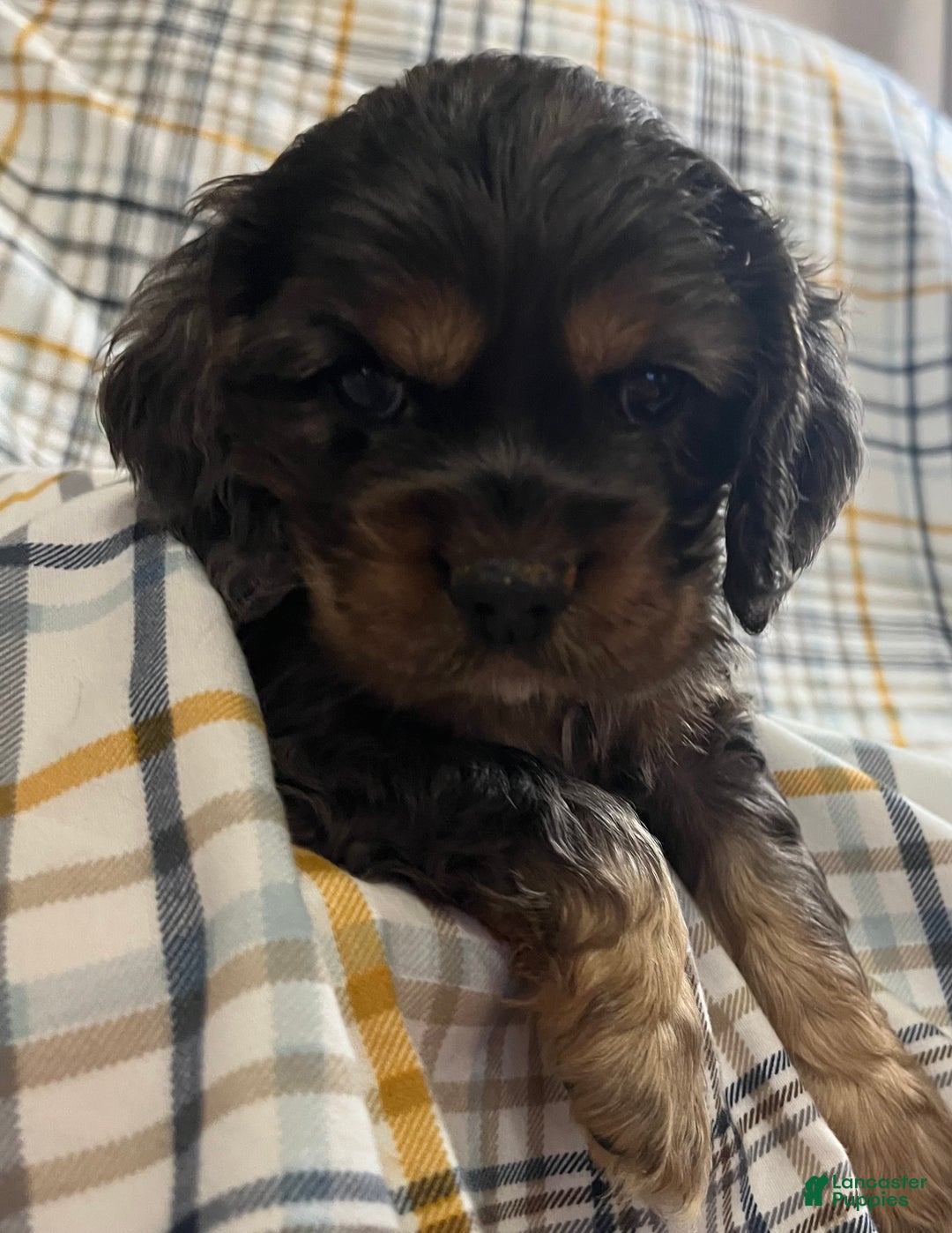 Cocker Spaniel dogs for sale: Fozzy  - Ad 3