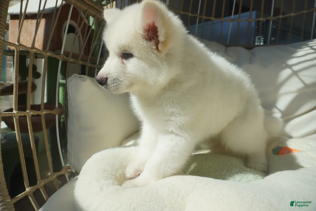 Alaskan Malamute dogs for sale: Coconut - Ad 3