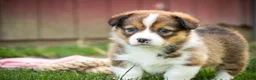 Welsh Corgi Pembroke dogs for sale: Giselle - Ad 5