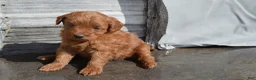 Mini Goldendoodle dogs for sale: Kobe - Ad 1