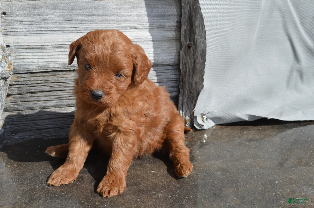 Mini Goldendoodle dogs for sale: Kobe - Ad 1