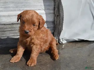 Mini Goldendoodle dogs for sale: Kobe - Ad 2