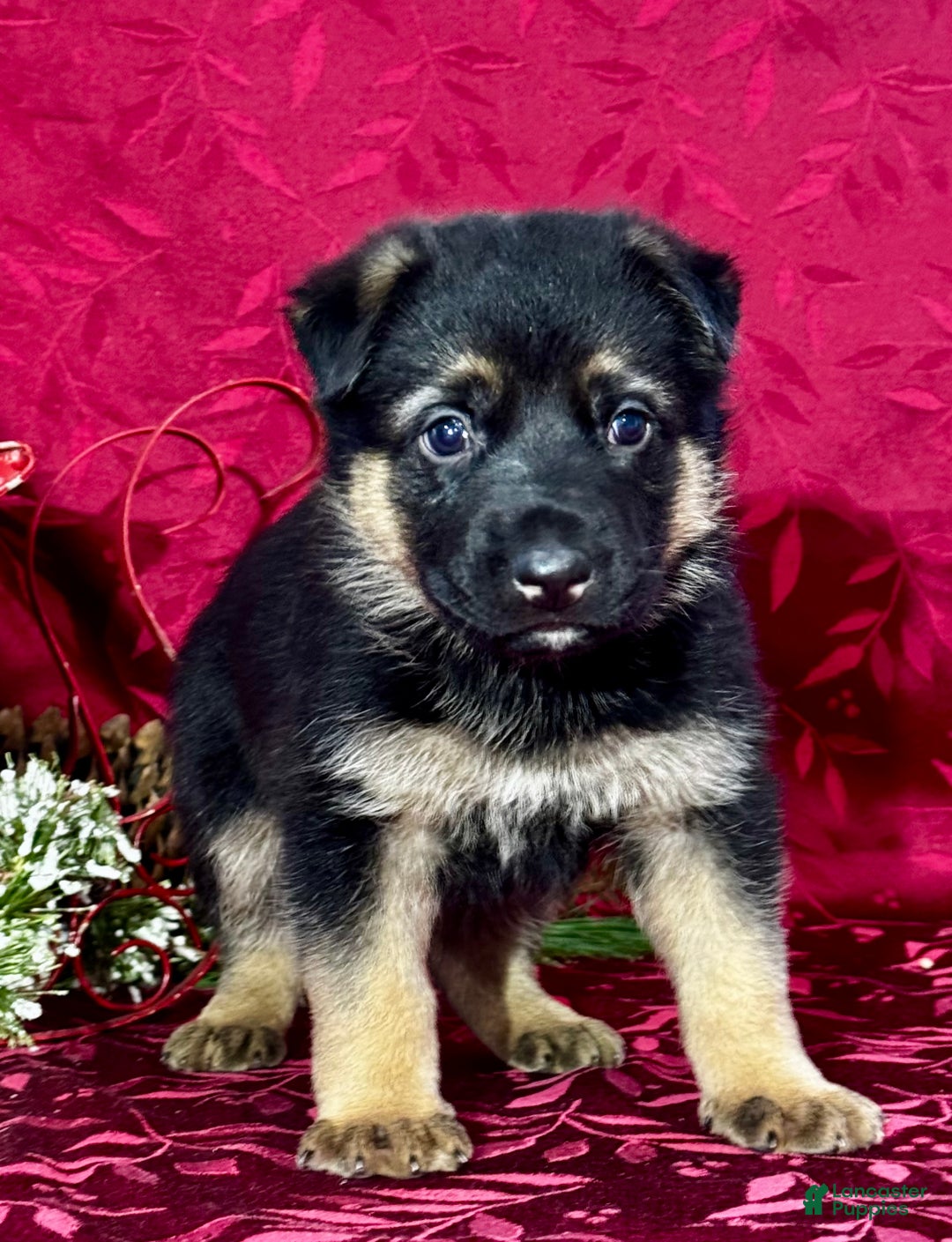 German Shepherd dogs for sale: Reno - Ad 5