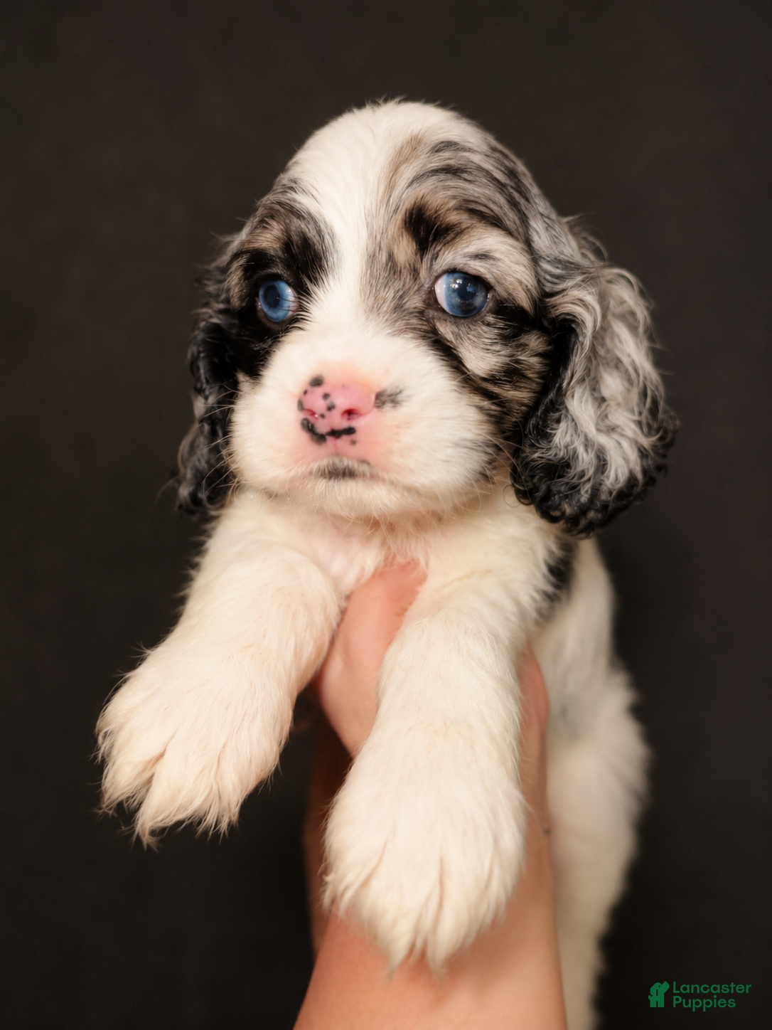 Cocker Spaniel dogs Milo - Ad 39