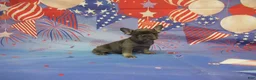 French Bulldog dogs for sale: AKC Lavender - Ad 2