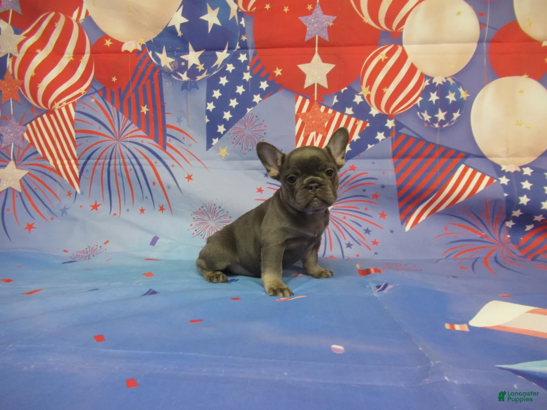 French Bulldog dogs for sale: AKC Lavender - Ad 2