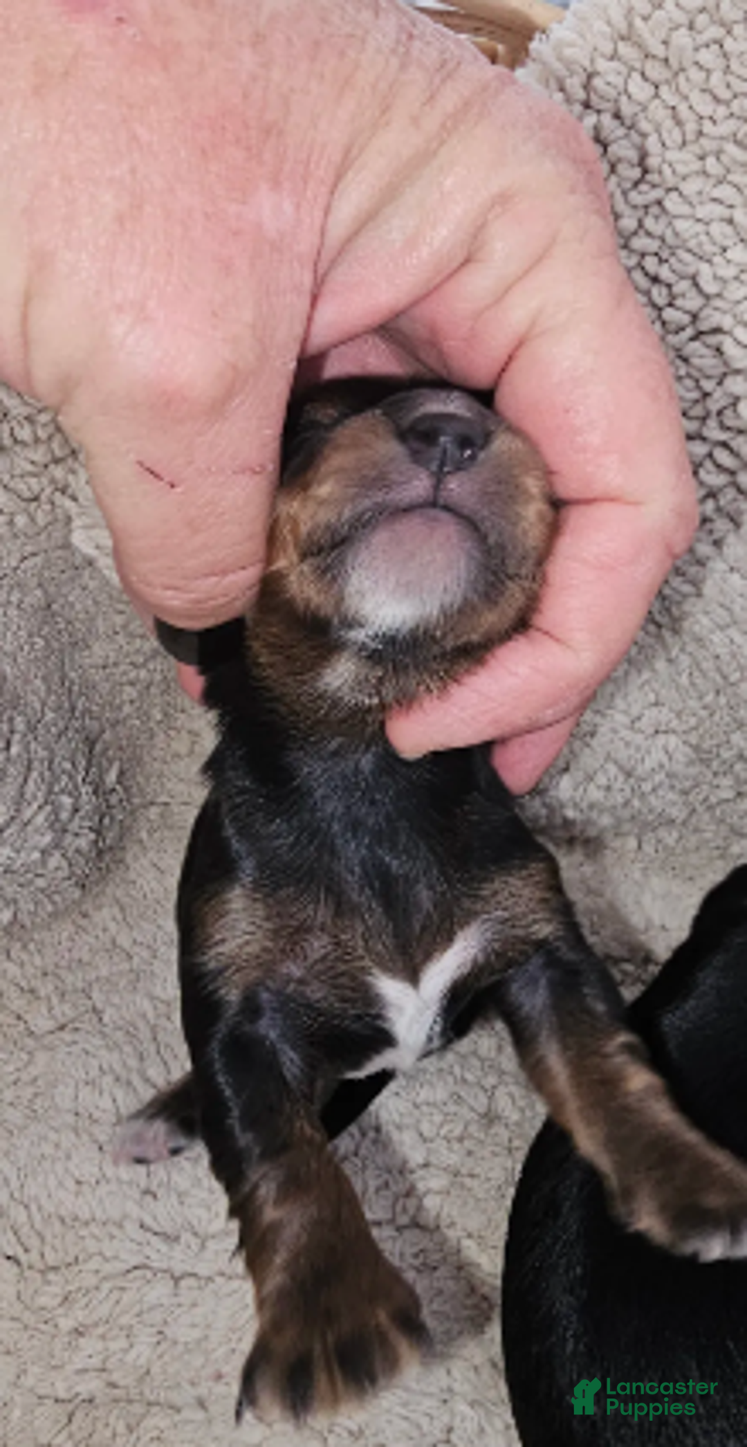 Miniature Dachshund dogs for sale: Lil-Lite Long haired - Ad 5