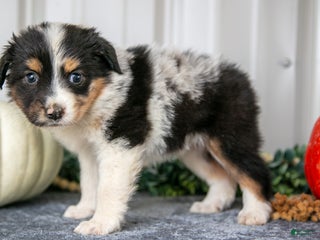 Australian Shepherd dogs Tot - Ad 32