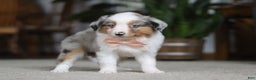 Miniature Australian Shepherd dogs for sale: Mia - Ad 6