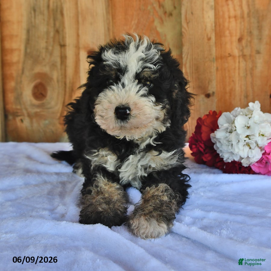 Bernedoodle dogs Zack - Ad 1