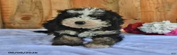 Bernedoodle dogs for sale: Zack - Ad 1