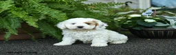 Cockapoo dogs for sale: Cash - Ad 3