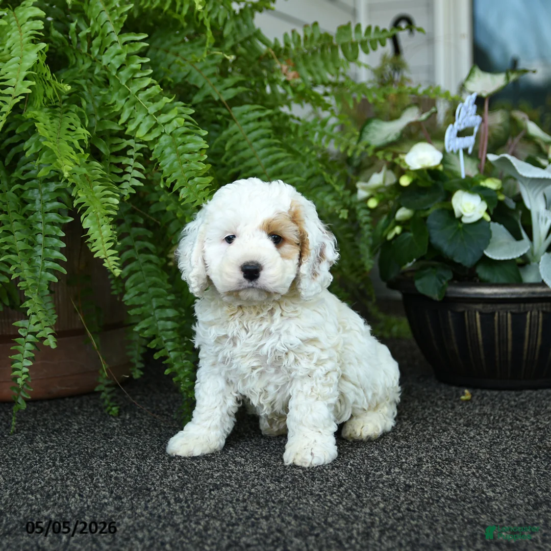 Cockapoo dogs for sale: Cash - Ad 3