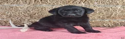 Labrador Retriever dogs for sale: Lexi - Ad 3