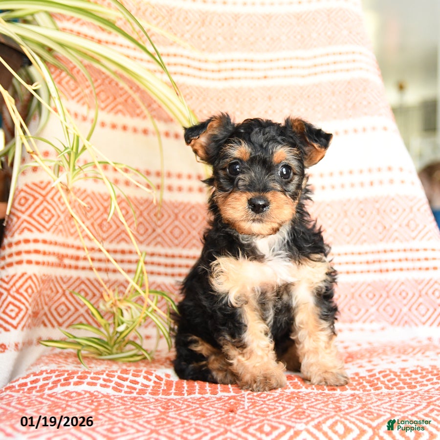 Yorkiepoo dogs Ruby - Ad 6