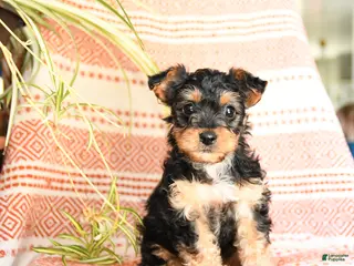 Yorkiepoo dogs Ruby - Ad 28